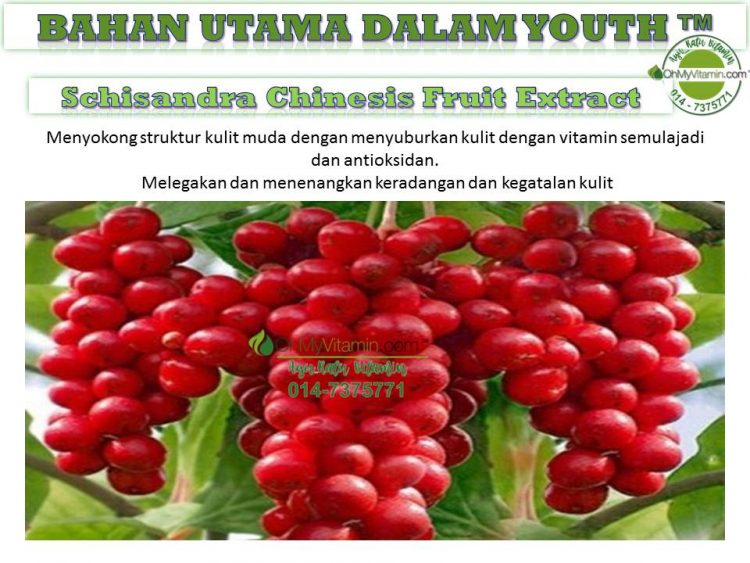 5 BAHAN UTAMA DALAM  YOUTH™ SCHISANDRA CHINESIS FRUIT EXTRACT